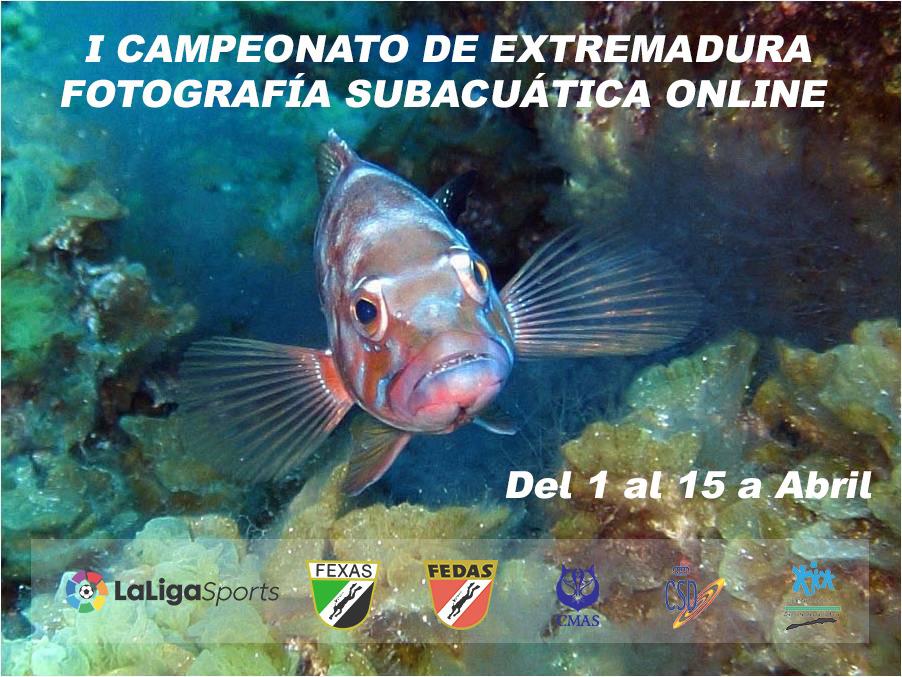 I Campeonato Fotografía Subacuática